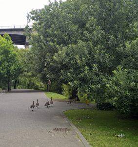 bike back leading to Granville Island with geese walking toward the island